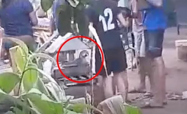 Guacamayo azul capturado en Guarambaré: investigan posible venta ilegal