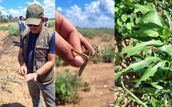SENAVE declara emergencia fitosanitaria en el Chaco
