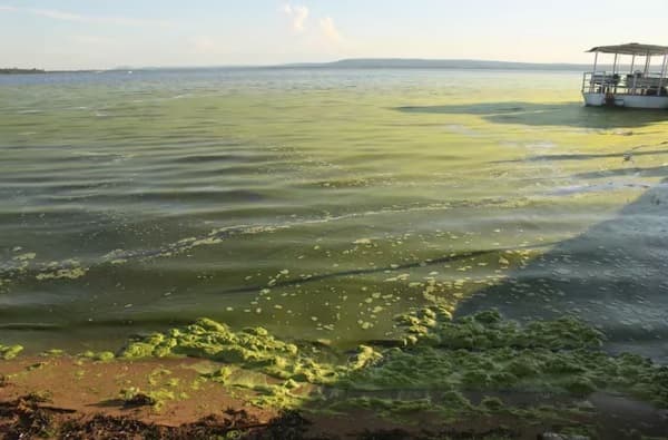 Sequía provoca que aguas del Lago Ypacaraí se tiñan de verde en San Bernardino
