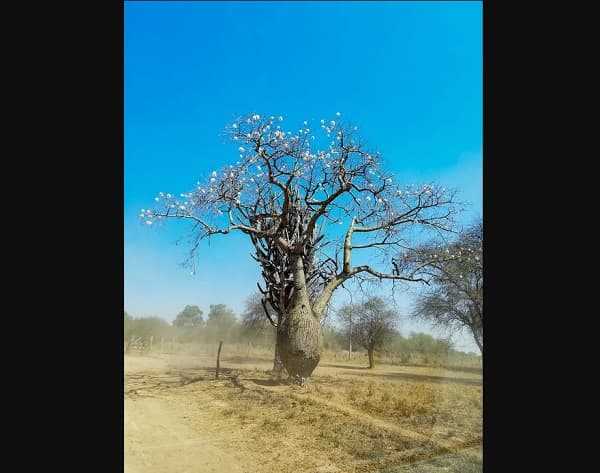 Paraguay concreta la primera exportación de samu'u nativo a Medio Oriente