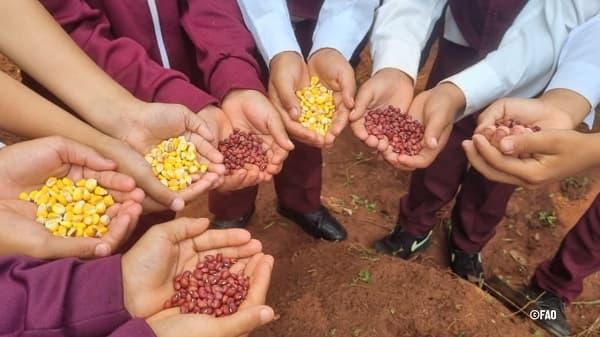 FAO apoyará a Paraguay en la instalación de Mesas de Protección Social en 22 municipios