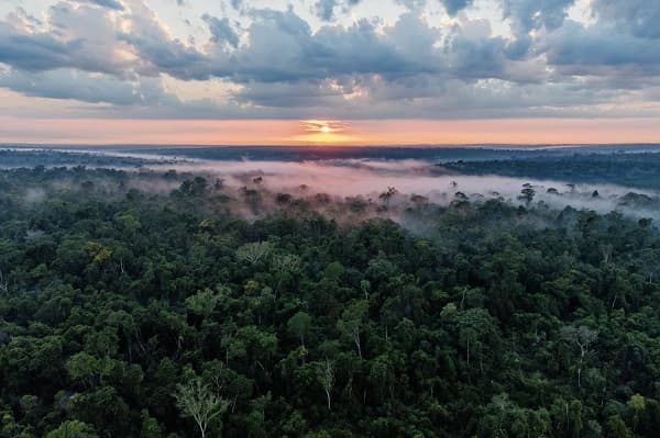 INFONA impulsa protocolo para gestión forestal transparente