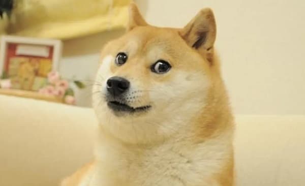 ¡Adiós Kabosu! Fallece la perra que inspiró el meme Doge y la criptomoneda Dogecoin
