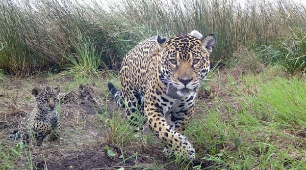 Nacen tres cachorros de yaguareté en Argentina con padre paraguayo