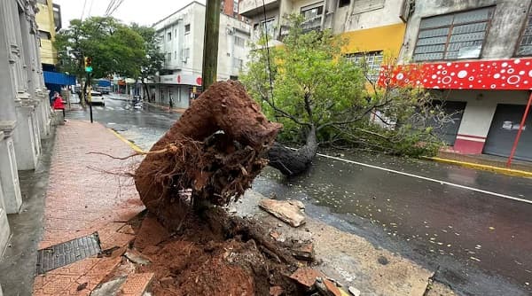 Árbol caído obstruye arteria del microcentro asunceno