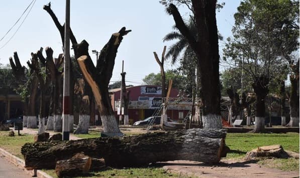 Pobladores de San Juan Nepomuceno indignados por tala de árboles