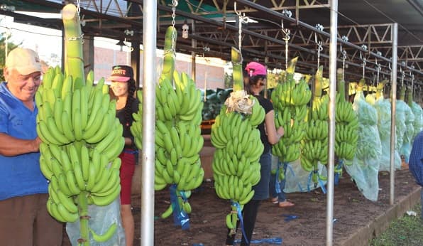 Expertos ecuatorianos compartirán técnicas con bananeros locales