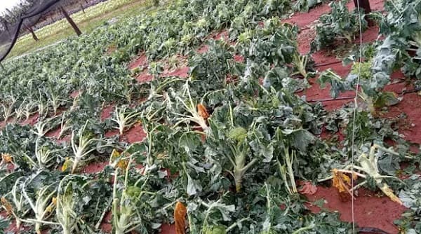 Temporal arrasa cultivos en Mallorquín y declaran emergencia