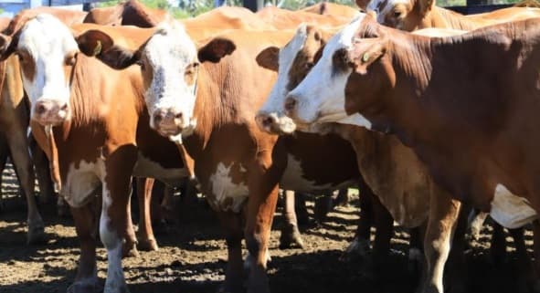 Paraguay incursiona en exportación de material genético bovino a Guatemala