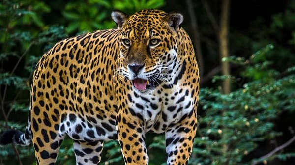 Jaguar escapa en Bolivia y mata a su cuidador en bioparque