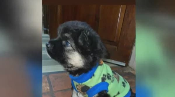 Pareja detenida por hurto domiciliario y sustracción de mascota