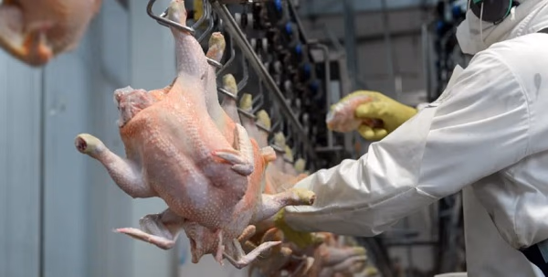 Carne aviar paraguaya a punto de conquistar el mercado taiwanés
