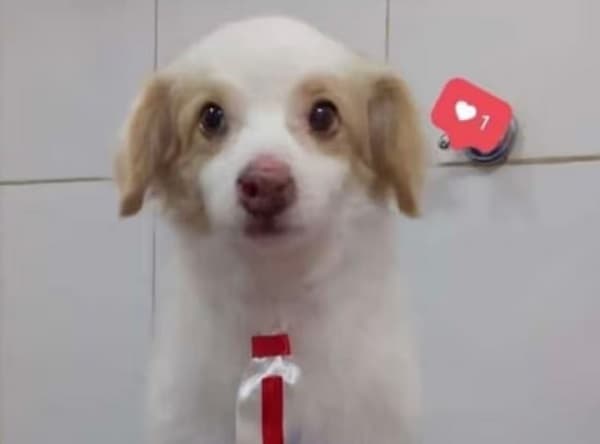 Dirección de Defensa Animal solicita colaboración ciudadana para esclarecer el caso Tomás