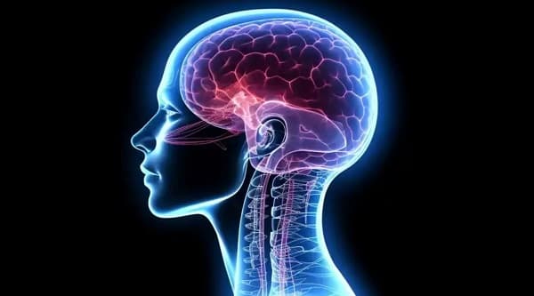 Estudio revela potencial de rejuvenecimiento cerebral