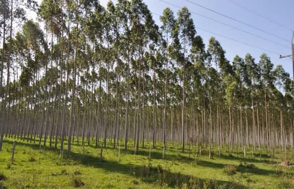 Estudio revela impacto negativo de plantaciones de eucalipto en suelos