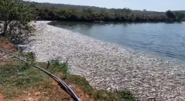 Essap investiga muerte masiva de peces en laguna artificial