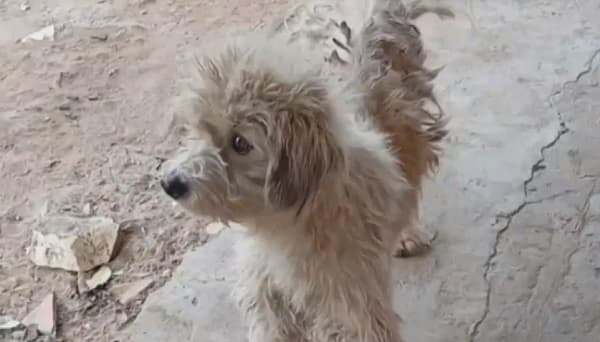Comerciante en Limpio quema a perro callejero con agua caliente y enfrenta denuncia