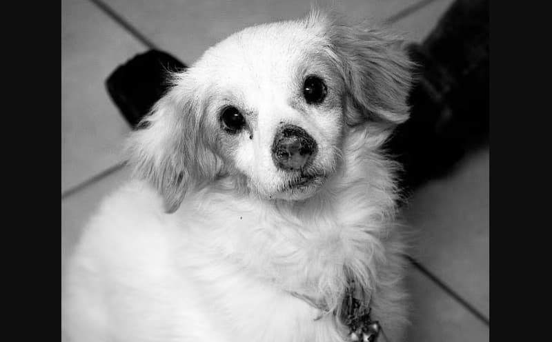 ¡Crueldad extrema! Asesinan a perro en Fernando de la Mora