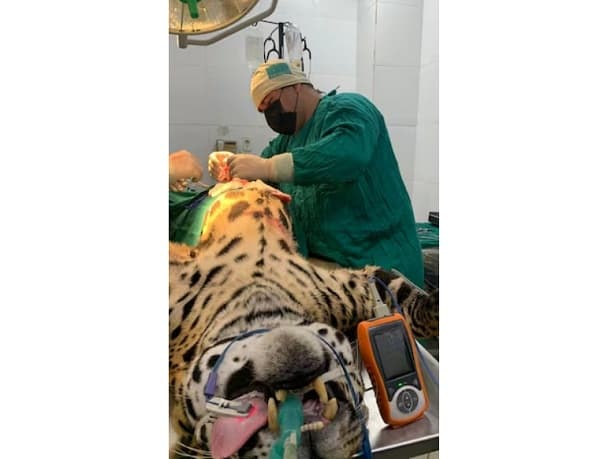 Intervención quirúrgica a jaguareté en el Zoológico de Asunción