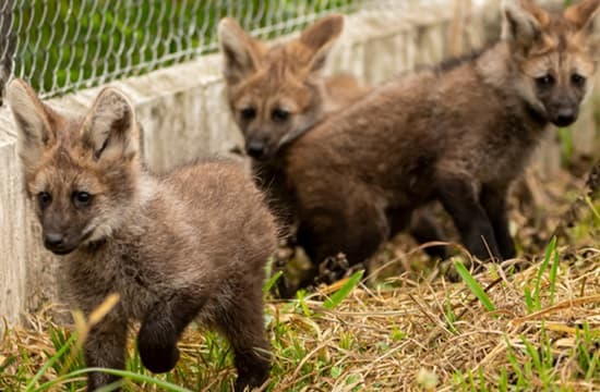 Nacen tres aguara guasu en peligro de extinción