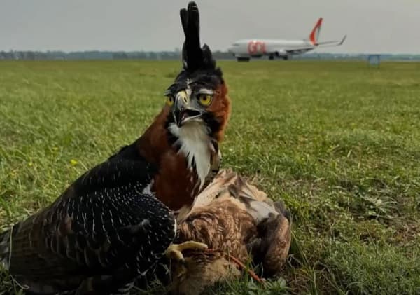 Contratan servicio de cetrería en el Silvio Pettirossi tras incidentes aéreos