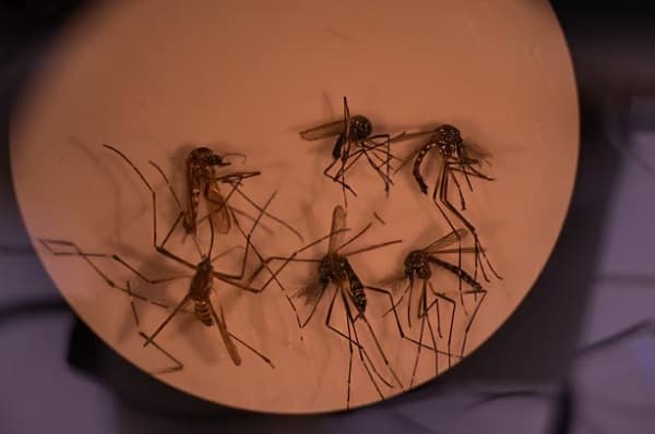 Mosquitos del dengue en Argentina resisten a insecticida clave