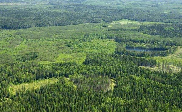 Paraguay explora modelo finlandés en educación y gestión forestal