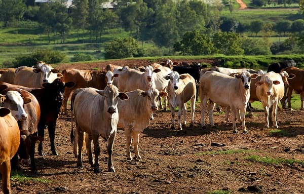Sector primario: Pilar fundamental de la cadena cárnica paraguaya