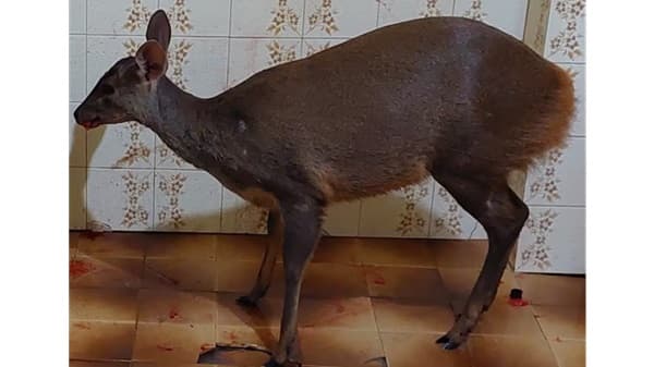 Guasu atropellado en Pilar recibe atención veterinaria urgente