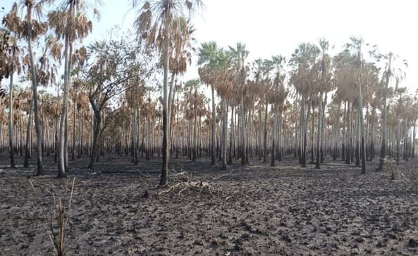 Incendio en Chaco bajo control, se aguardan lluvias