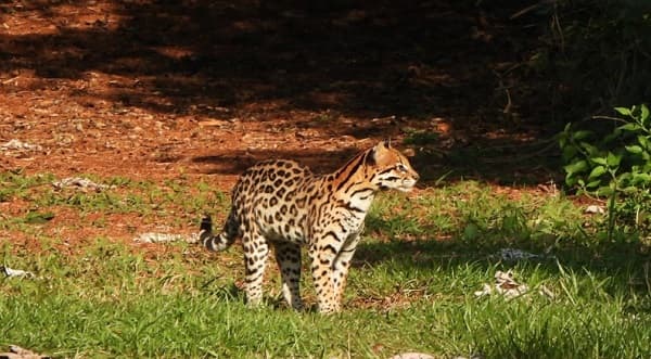Avistamiento de jaguarete’i en áreas protegidas de Itaipú