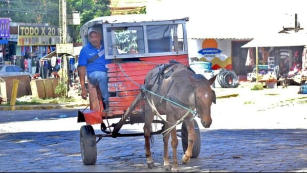 Villarrica postula al karumbe como patrimonio vivo del Paraguay