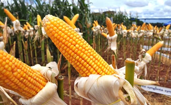 Científicos paraguayos revelan riesgos en maíz local