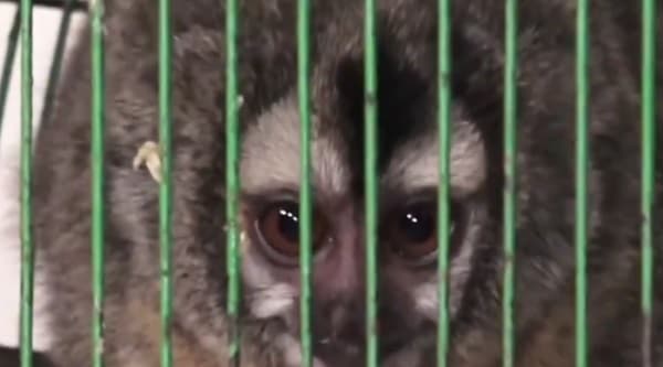 Rescate en Luque: Dos monos nocturnos salvados del tráfico