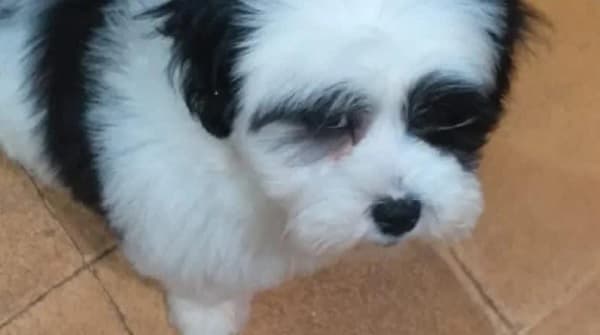 Roban perro de contención a anciana de 88 años