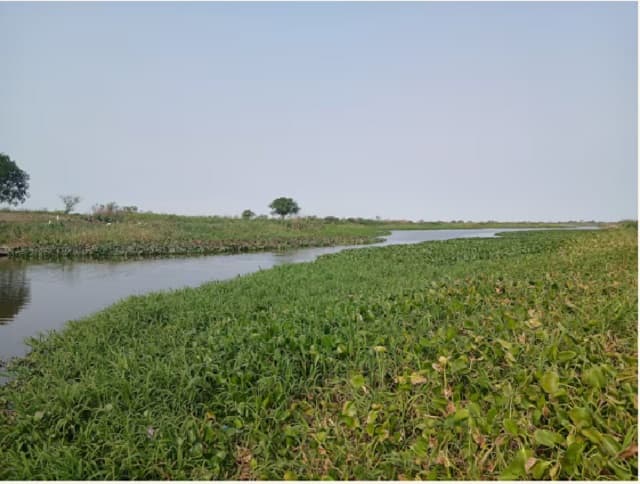 Sequía extrema amenaza al Pantanal y al río Paraguay