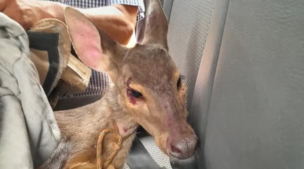 Bomberos rescatan venado de incendio forestal en Alto Paraná