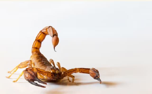 Se inicia la época de los alacranes: prevención y atención