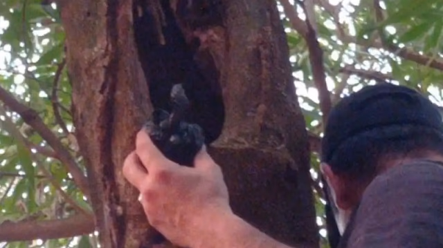 Desmantelan clan de microtráfico con crack oculto en un árbol en Hernandarias