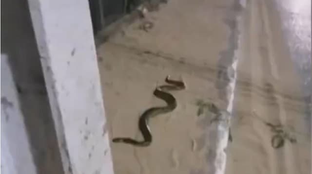 Bomberos rescatan a una enorme kuriju en zona transitada de San Antonio