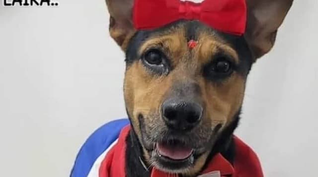 Falleció Laika, la perrita que dio su vida por defender a su dueño