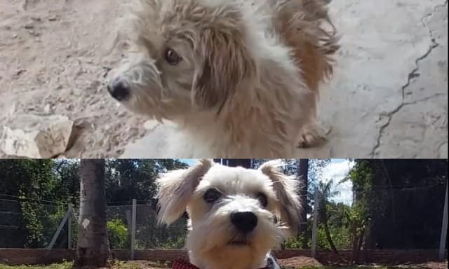 De víctima de maltrato a tener una familia amada: la historia de Rocky