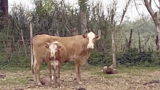 Vaca atropella y mata a un hombre en Itapuá