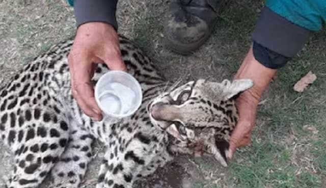 Bomberos buscan salvar a yaguareté baleado en Vallemí