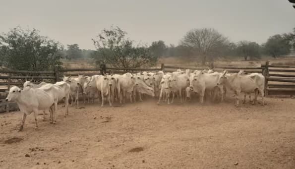 Recuperan 33 vacunos robados en Fuerte Olimpo y detienen a cuatro sospechosos