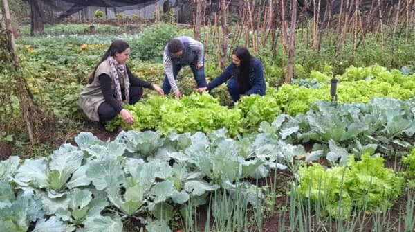 Mujeres de Misiones convierten huertas en terapia contra el estrés y la ansiedad