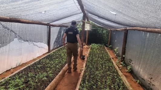 Desarticulan red de marihuana vip en San Pedro y Amambay