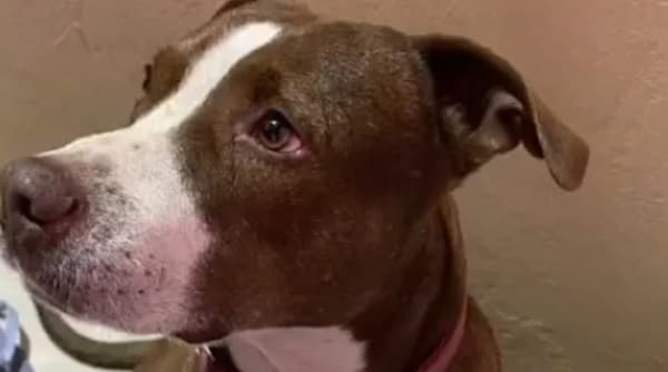 Vecino apuñala a perro pitbull en Asunción, dueña exige justicia