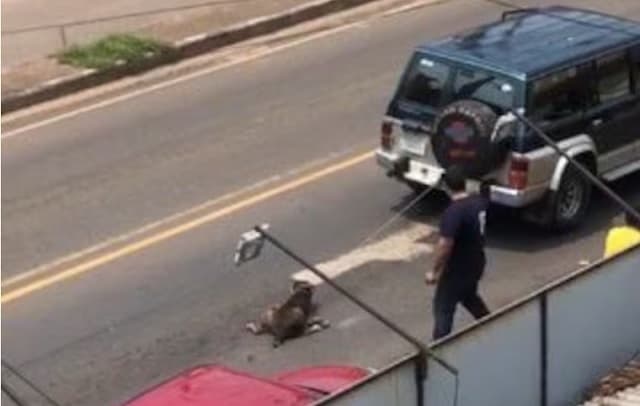 Indignación en Villarrica: arrastran a un perro con camioneta