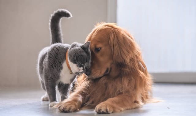 Buscan endurecer penas por zoofilia y crear registro de maltratadores